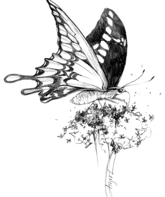 Бабочка арт карандашом