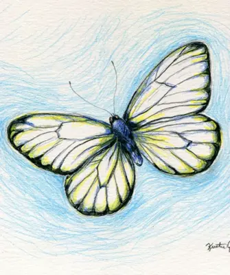 Бабочка рисунок карандашом