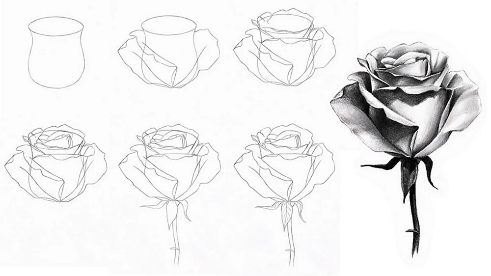 Как нарисовать белую розу