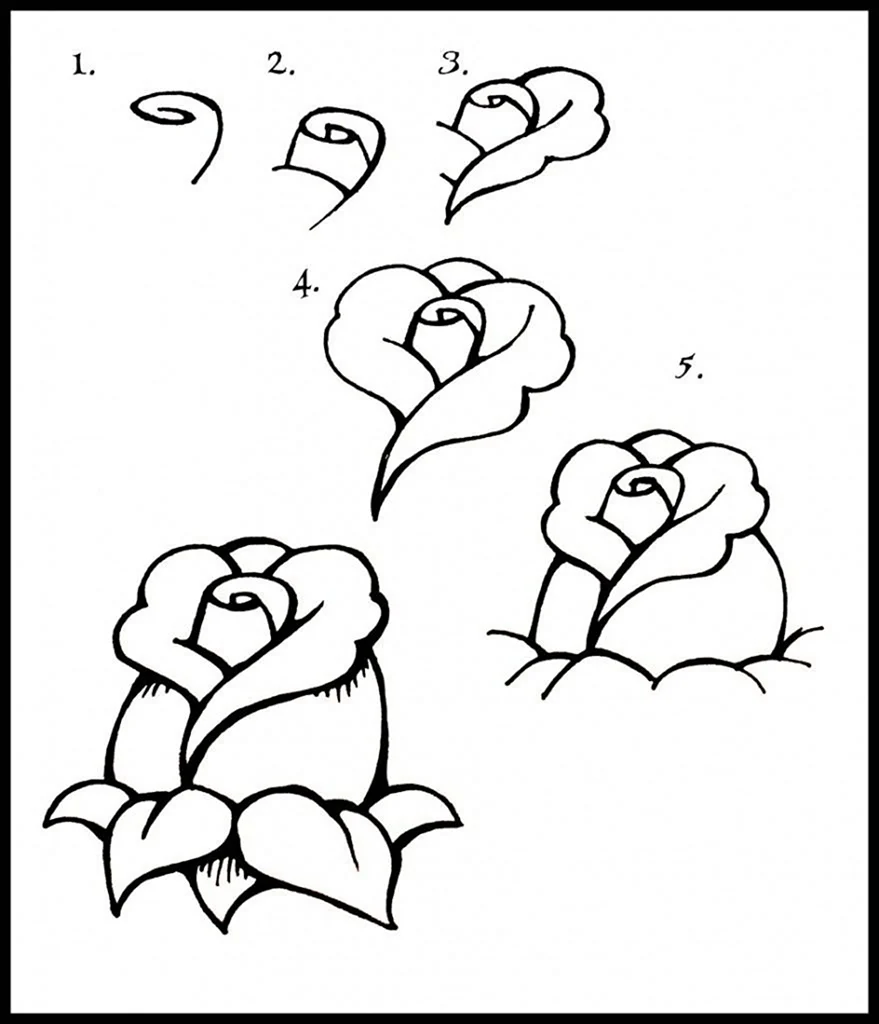 Поэтапное рисование розы