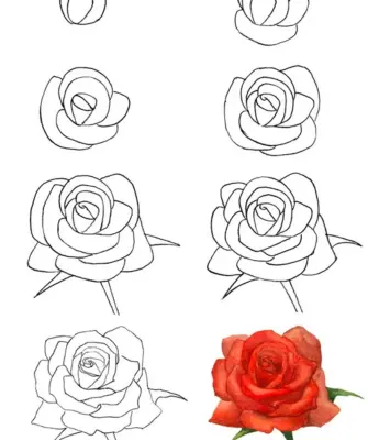 Пошаговое рисование розы