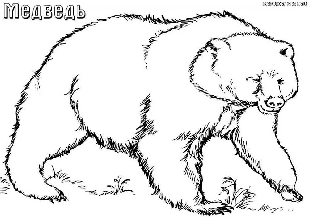 Раскраска животные медведь