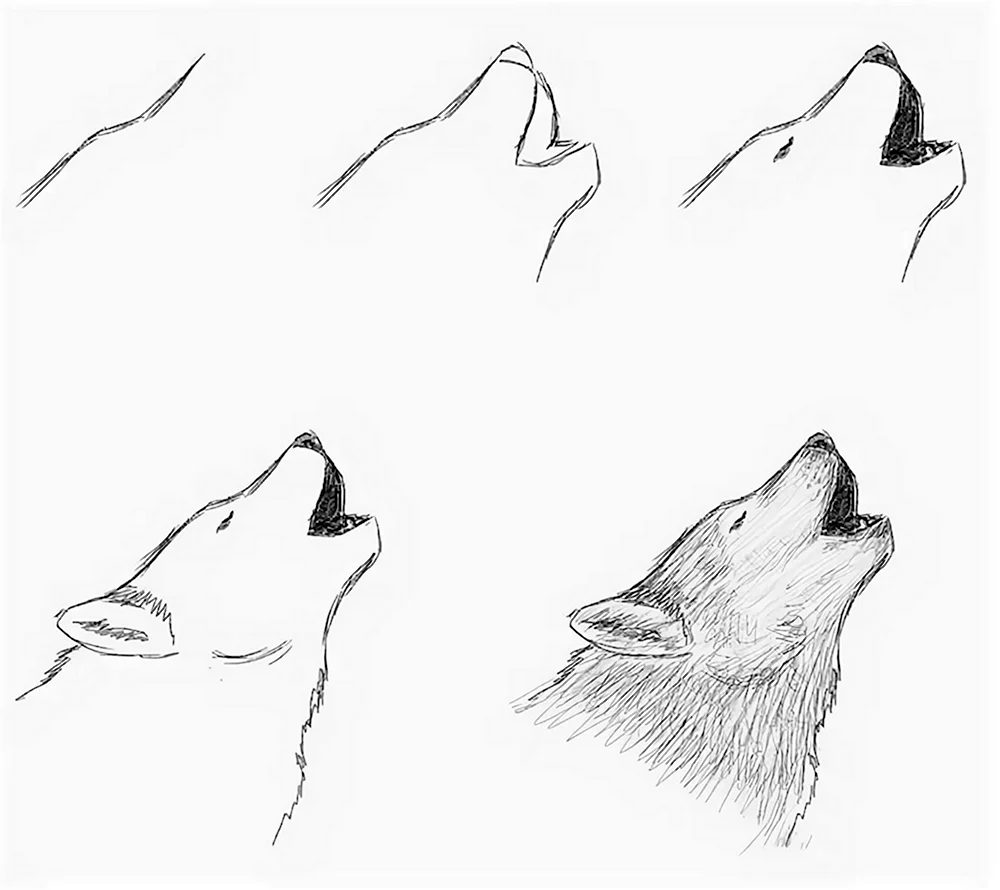 Рисунок волка карандашом для срисовки легкие