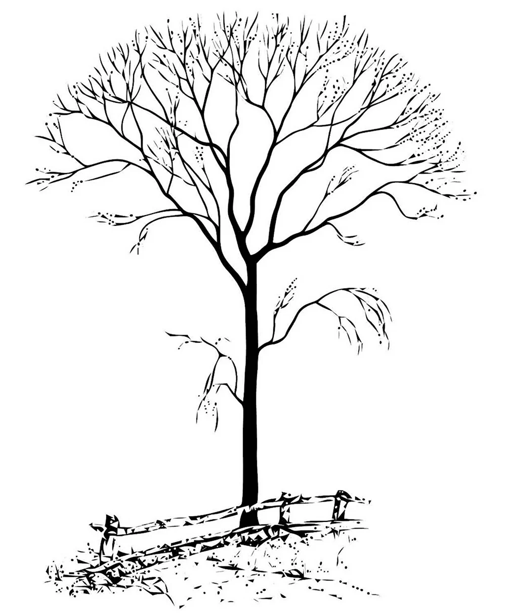 Деревья зимой - картинки для детского сада и для школы.