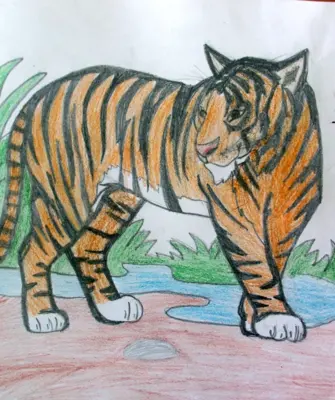 Амурский тигр для рисования