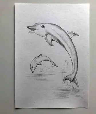 Дельфин карандашом для срисовки