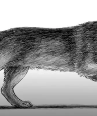 Этапы рисования волка