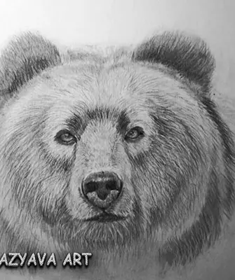 Голова медведя карандашом