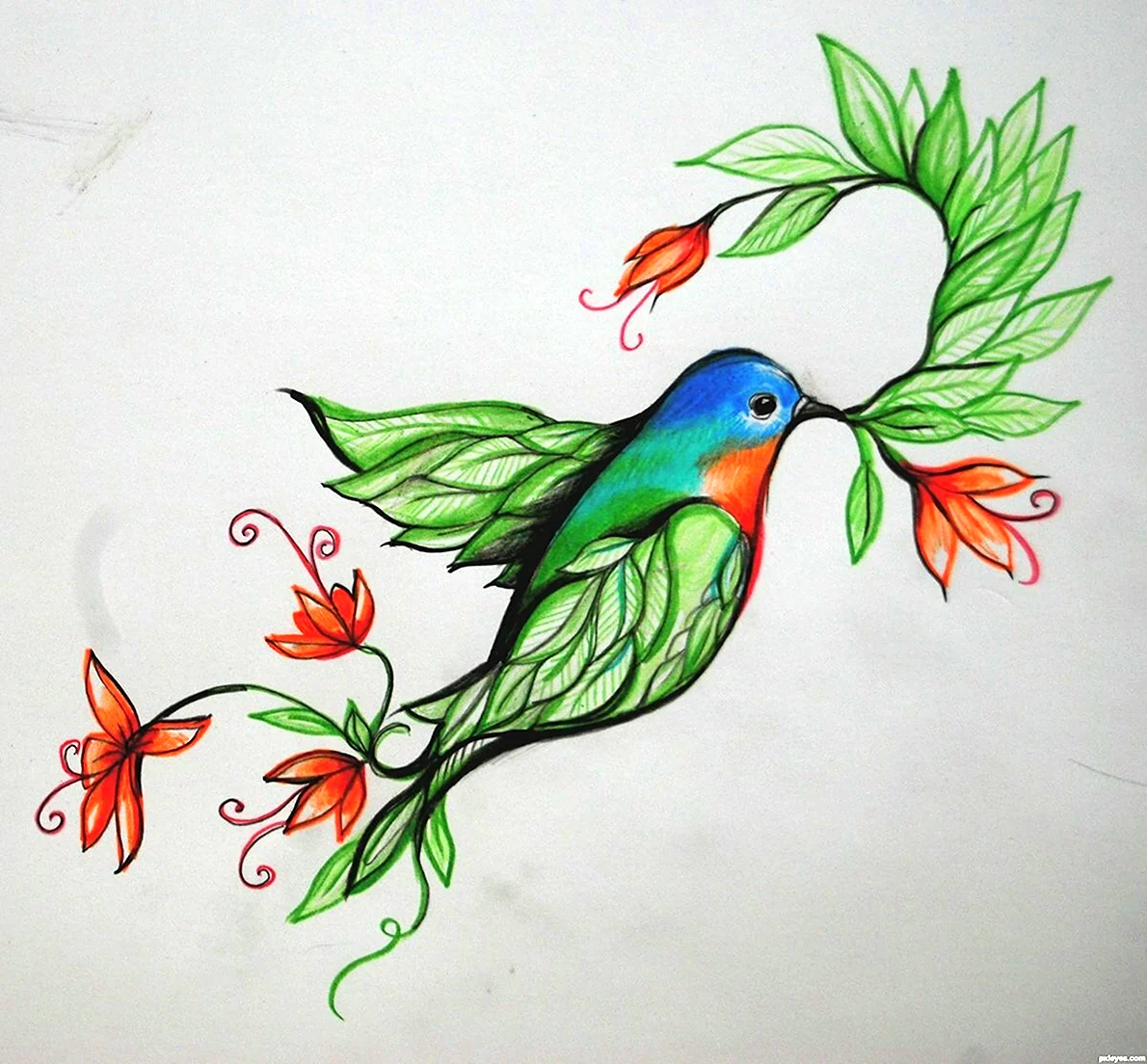 Птица для срисовки в цвете (53 шт)