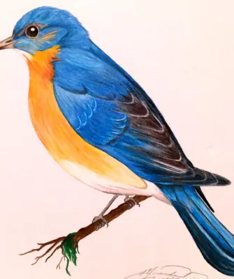 Красивые птицы рисунки цветными карандашами