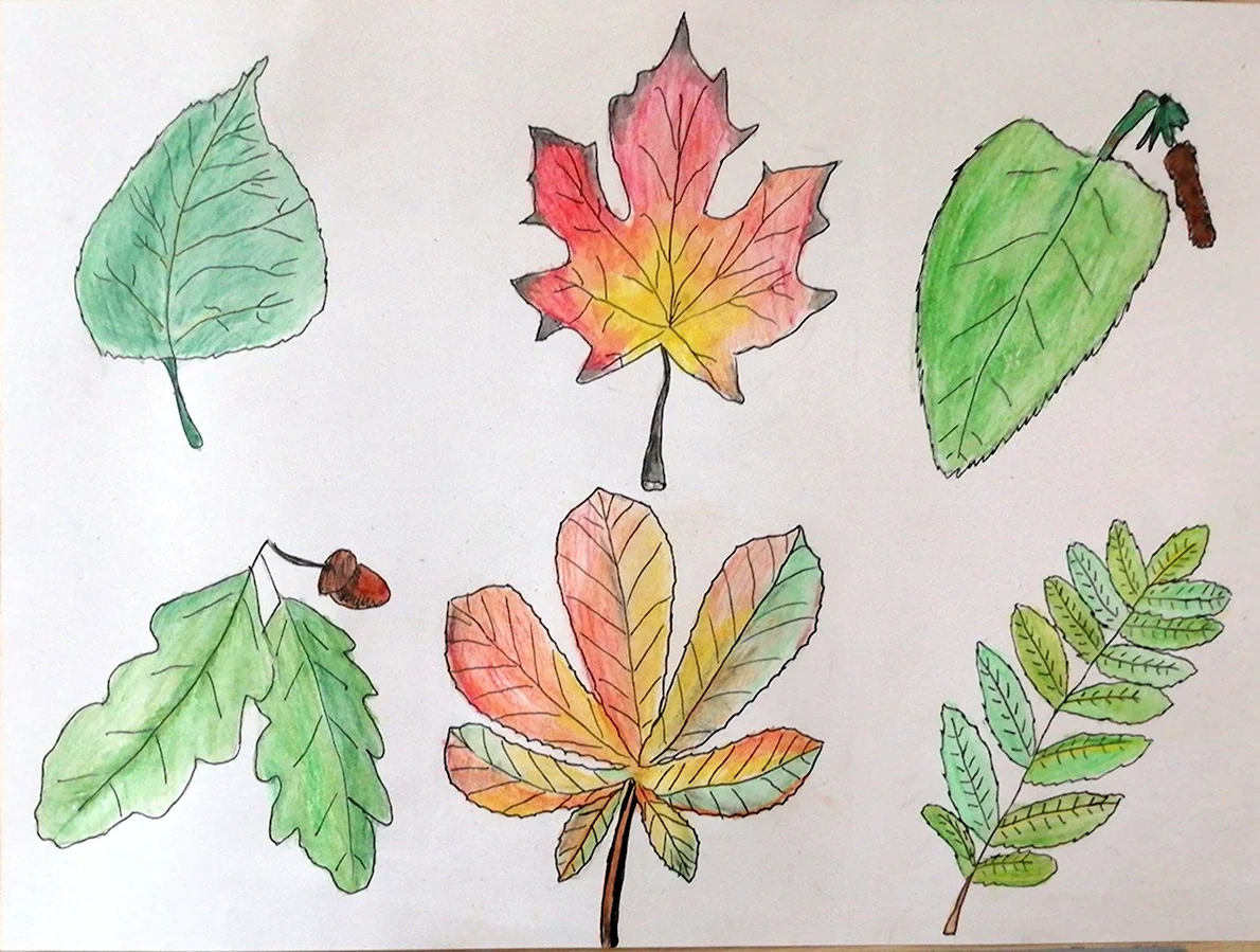 Как можно раскрасить 5 листочков. Листья разных деревьев. Листья рисунок. Рисование листьями. Рисование листиками.