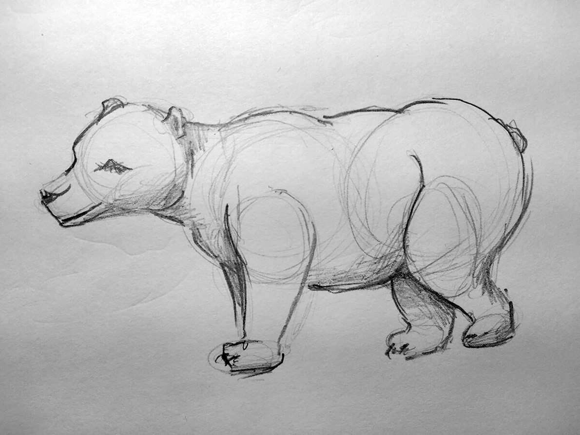 Медведь рисунок карандашом легкий