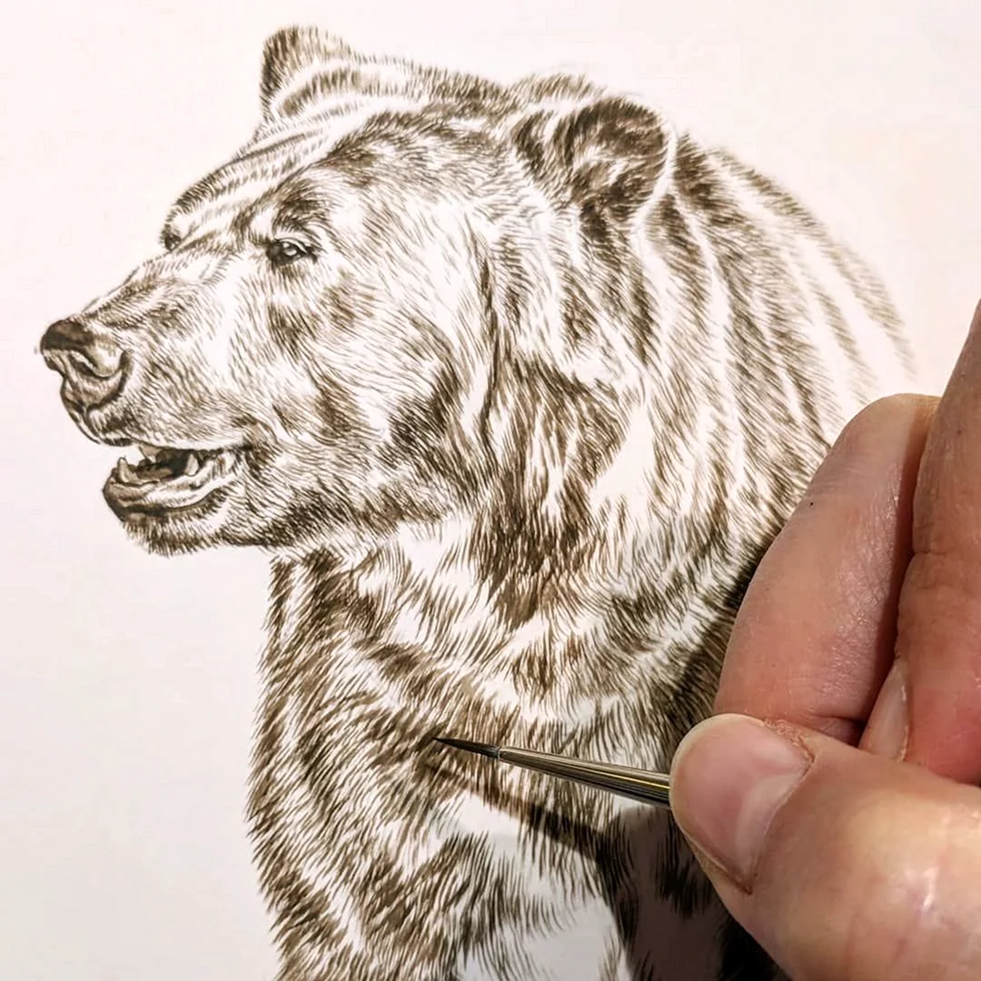 Медведь рисунок реалистичный