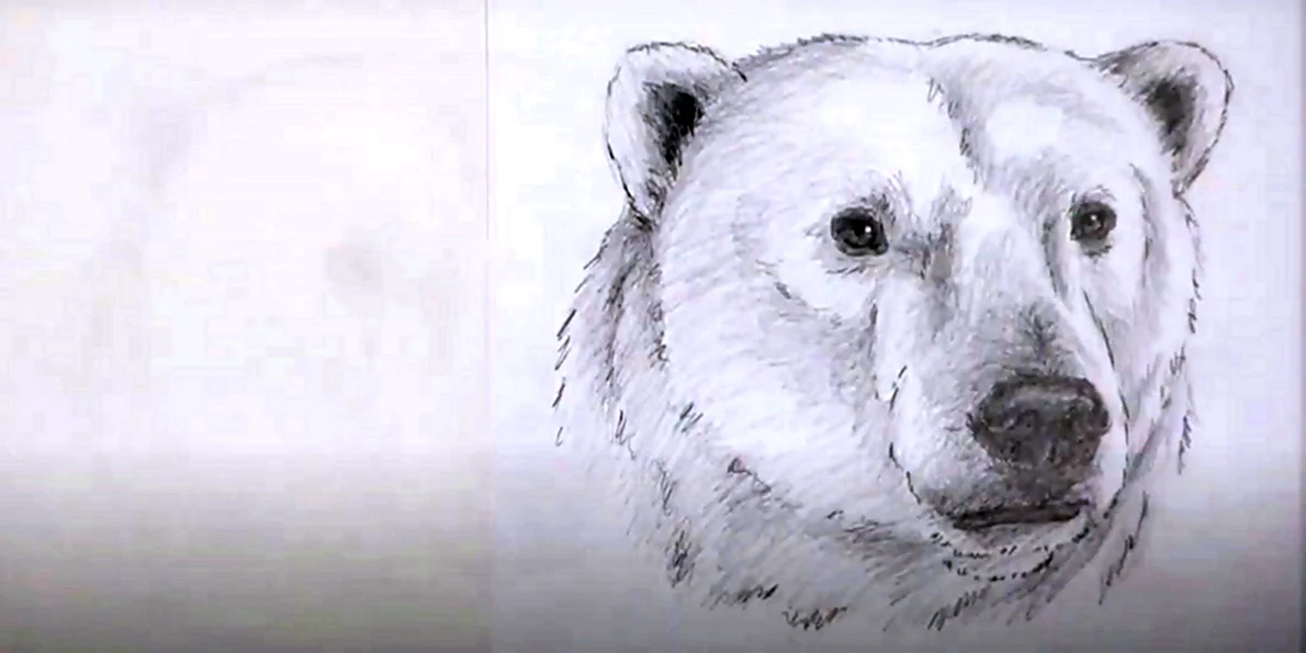 Морда белого медведя для рисования