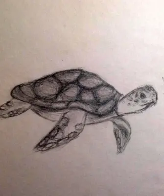 Наброски черепахи карандашом