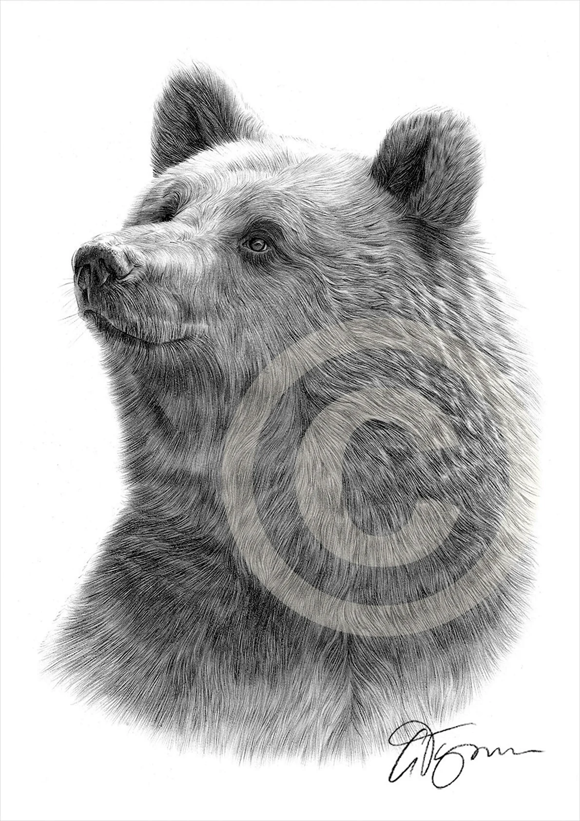 Портрет медведя карандашом