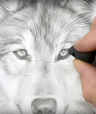 Профессионально нарисованный волк