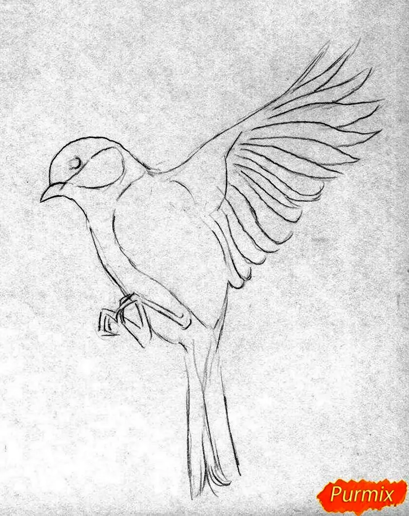 Птица рисунок. Рисунки птиц для срисовки. Рисунок птицы карандашом для срисовки. Рисунокикарандашом птица.