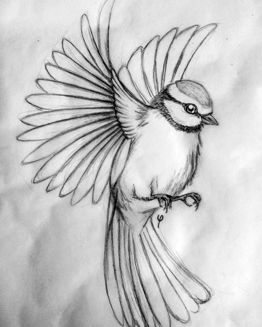 Птица рисунок
