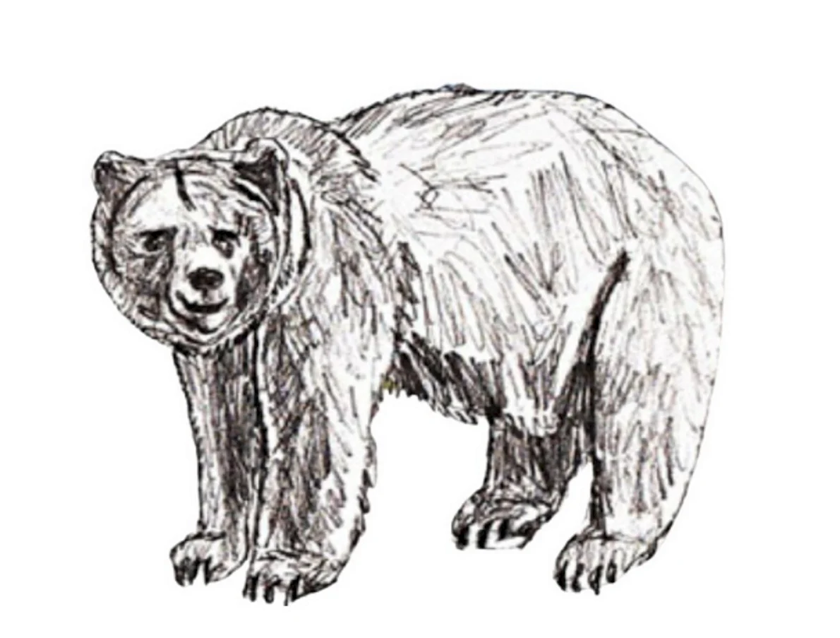 Рисуем шерсть медведя