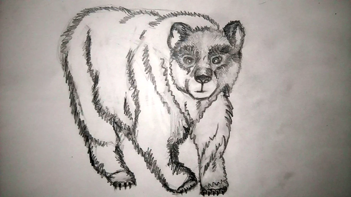 Рисунок медведя карандашом штриховка