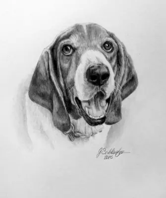 Самые красивые рисунки собак карандашом
