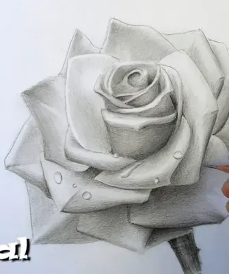 Урок рисования розы карандашом
