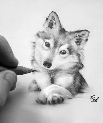 Волчонок карандашом
