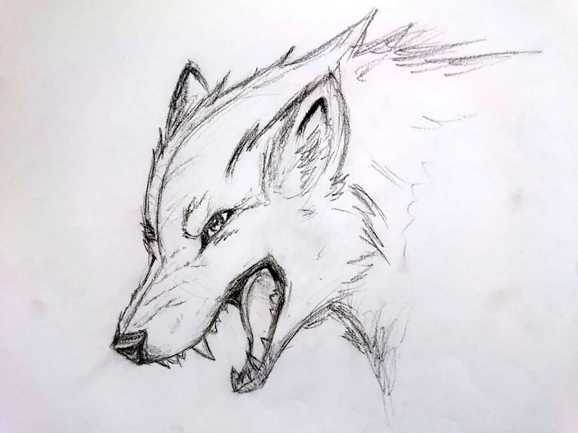 Волк карандашом для срисовки