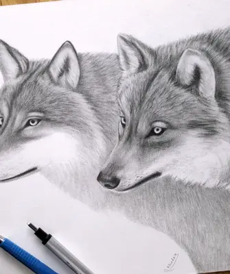 Волк рисунок карандашом профессиональный