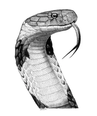 Змея Кобра