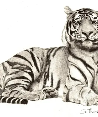 Амурский Уссурийский тигр черно белый