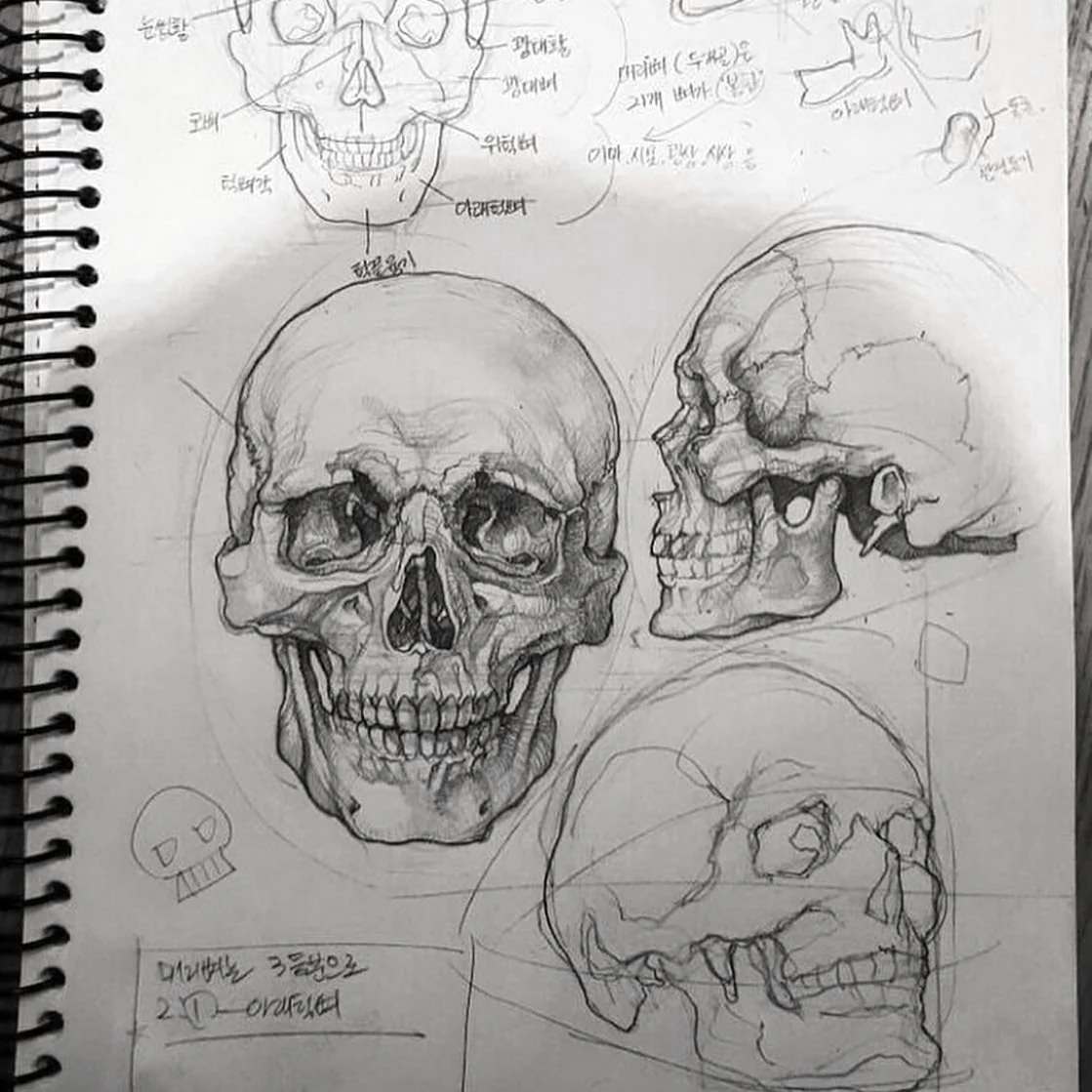 Анатомические зарисовки черепа