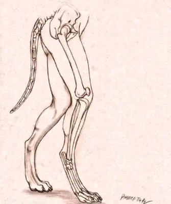 Анатомия Антро ног