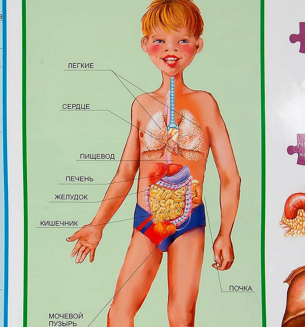 Анатомия человека для детей