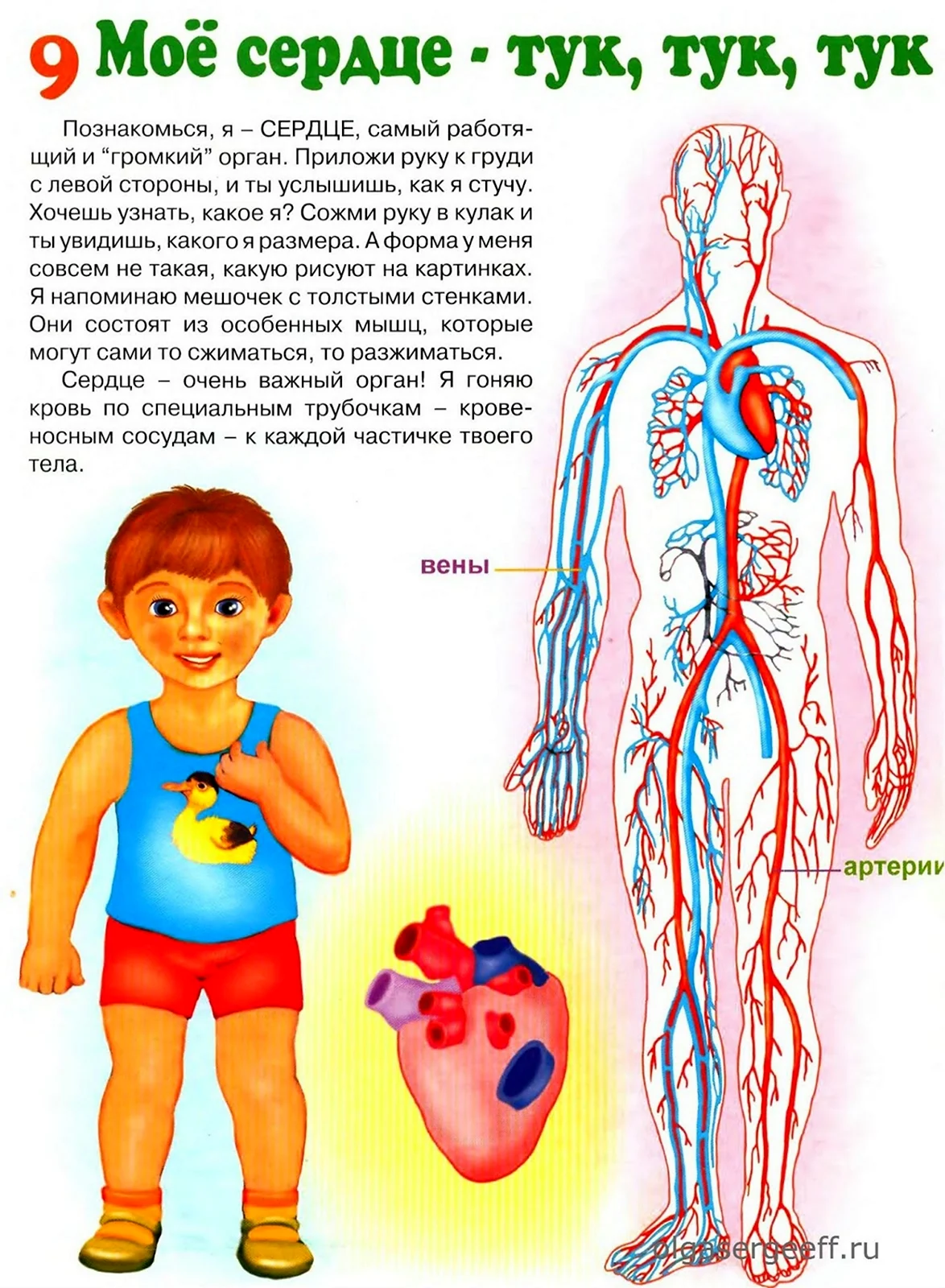 Анатомия человека для детей