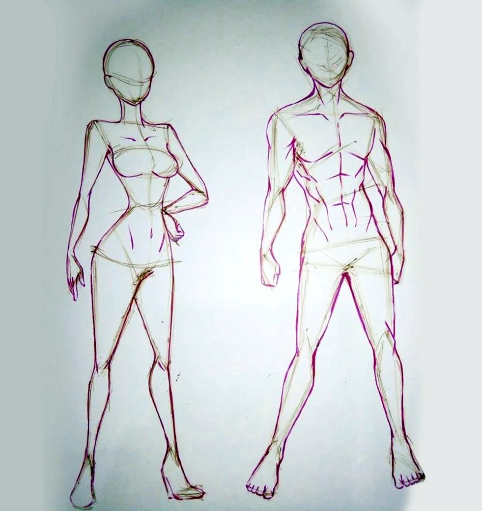 Анатомия человека для рисования