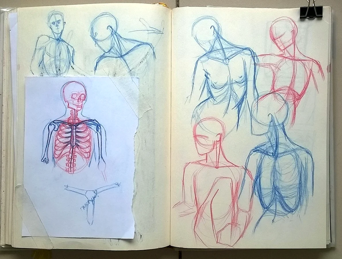 Анатомия для рисования