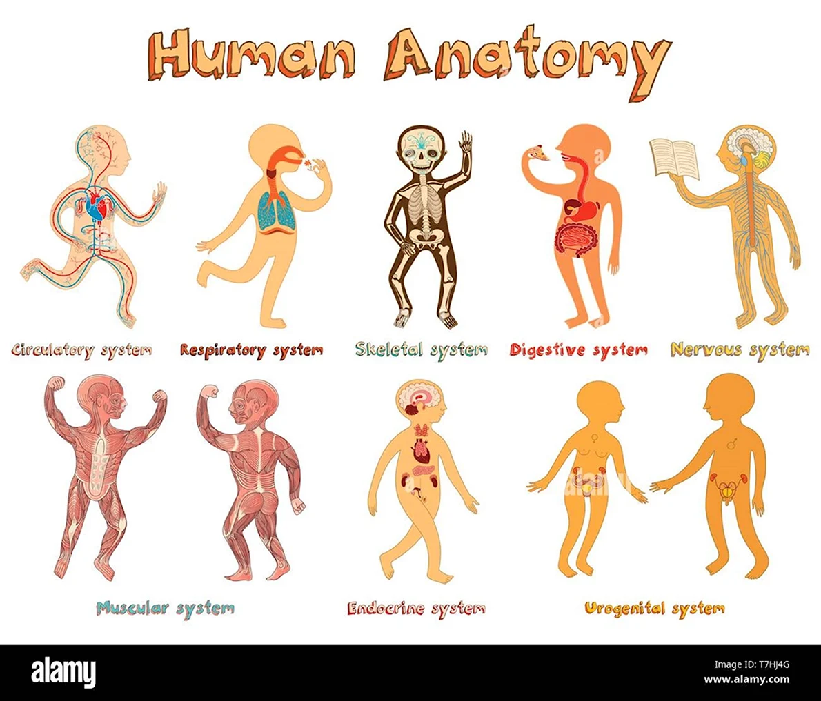 Анатомия картинки для детей