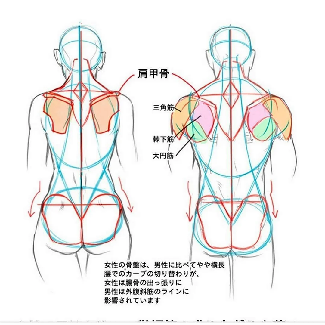 Анатомия плеч для рисования