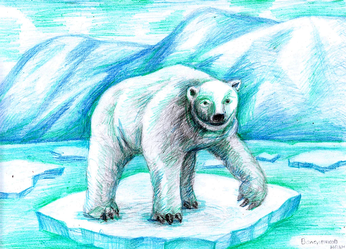 Белый медведь цветными карандашами
