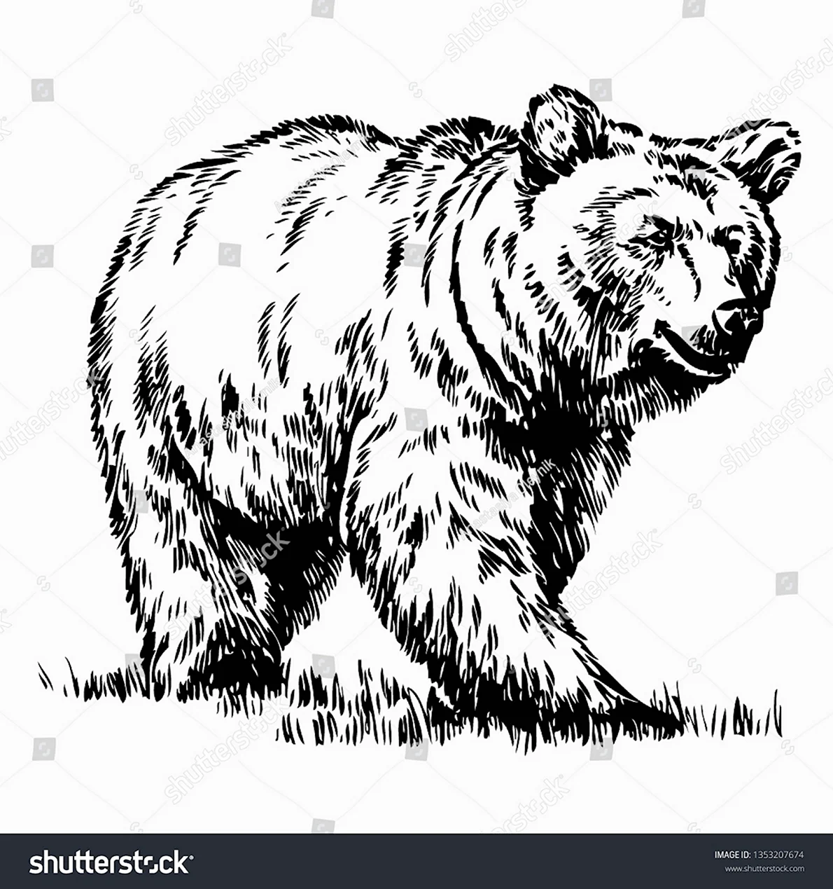 Бурый медведь черно белый