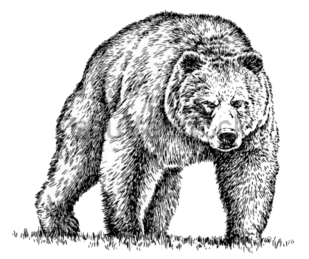 Бурый медведь Графика