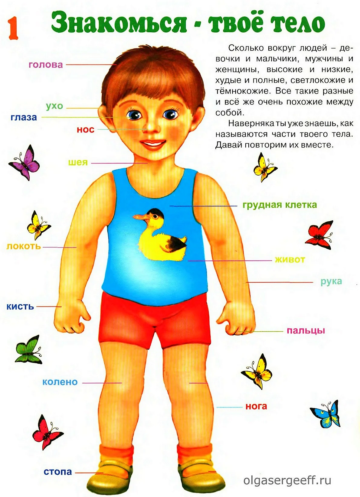 Части тела человека для детского сада