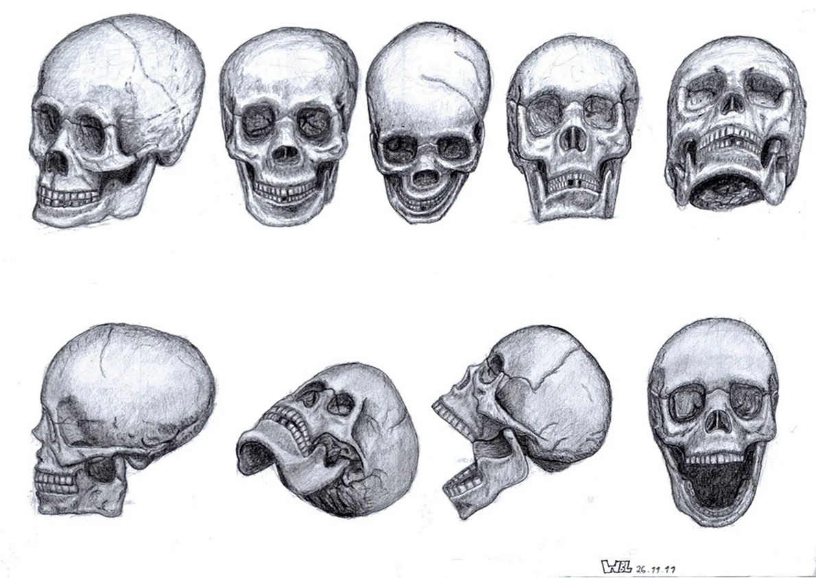 Рисунок черепа человека - горыныч45.рф
