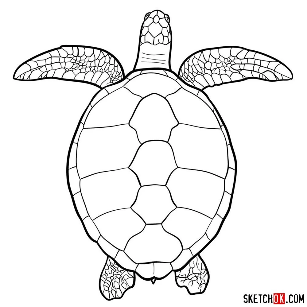 Turtle draw