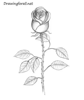 Детский рисунок розы карандашом