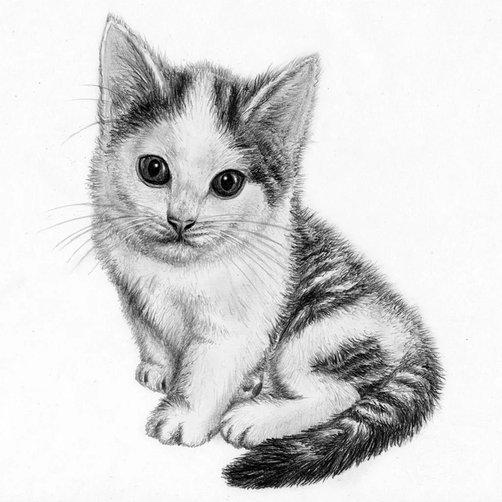Картинки кошек рисовать. Кошка рисунок карандашом. Котенок рисунок. Рисунки котиков. Котёнок рисунок карандашом.