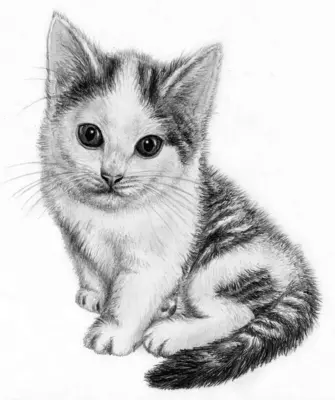 Кошка рисунок карандашом