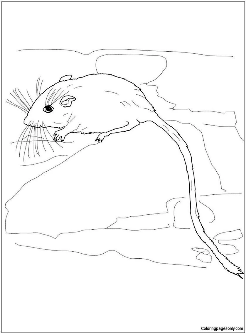 Лесная мышь раскраска